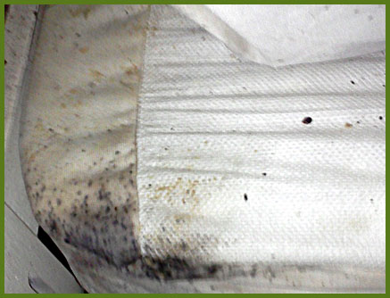 Evidence of bed bug activity